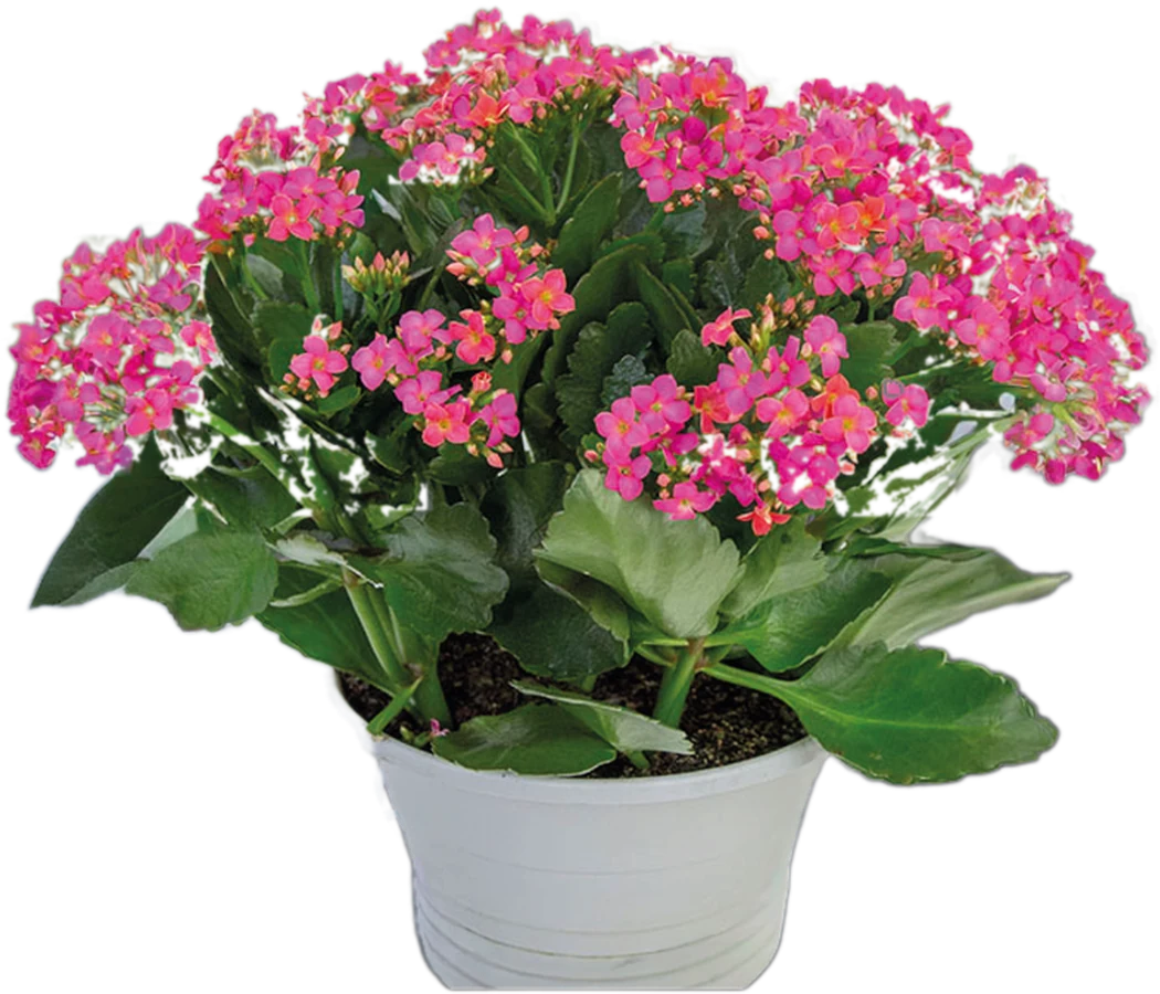 Vaso branco com kalanchoe de flores rosa cultivada em substrato Flor